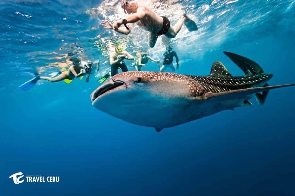 Oslob-Whale-Shark-Encounter-1024x683